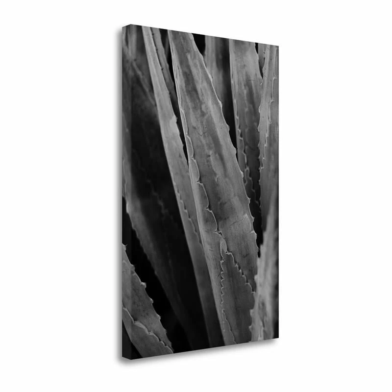 Hot Sale ๐ฏ Tangletown Fine Art 16x24 Abstract Agava IV By Elizabeth Urquhart Print On Canvas Fabric Multi-Color ๐